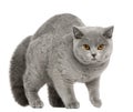 British Shorthair Cat, 8 months old, walking Royalty Free Stock Photo