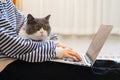 British Shorthair cat accompanies its owner to telecommute at home