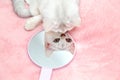 British Shorthair cat admires her reflection in the mirror Royalty Free Stock Photo