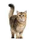 British Shorthair cat against white background Royalty Free Stock Photo