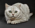 British shorthair cat.