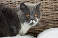 British Shorthair Cat in the Bedroom