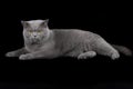 British Shorthair cat on black background Royalty Free Stock Photo