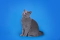 British shorthair cat on a blue background isolated