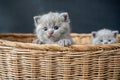 British Shorthair cat, Blue color a cute and beautiful baby kitten playing naughty in a basket Royalty Free Stock Photo