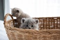 British Shorthair cat, Blue color a cute and beautiful baby kitten playing naughty in a basket