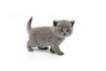 British Shorthair cat blue color, The kitten is cute and beautiful. Standing and looking straight. On a white background Royalty Free Stock Photo