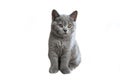 British Shorthair cat blue color and orange eyes, cute and beautiful kitten, sitting and looking back On a white background Royalty Free Stock Photo