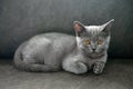 British shorthair cat, blue-gray color with orange eyes. lying on the dark sofa Royalty Free Stock Photo