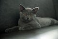 British shorthair cat, blue-gray color with orange eyes Royalty Free Stock Photo