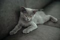 British shorthair cat, blue-gray color with orange eyes Royalty Free Stock Photo