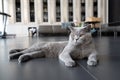British shorthair cat blue-gray color and orange eyes, Pure and beautiful breed are sitting