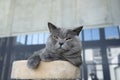 British shorthair cat blue-gray color and orange eyes, Pure and beautiful breed Is sitting comfortably