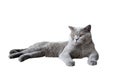 British shorthair cat blue-gray color and orange eyes sitting on the floor on white background Royalty Free Stock Photo