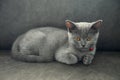 British shorthair cat, blue-gray color with orange eyes Royalty Free Stock Photo