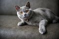 British shorthair cat, blue-gray color with orange eyes Royalty Free Stock Photo