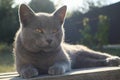 british shorthair cat with blue gray fur sleeping on wooden bench. sunset lights. Portrait of a gray cat relaxing in nature