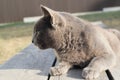 british shorthair cat with blue gray fur sleeping on wooden bench. sunset lights. Portrait of a gray cat relaxing in nature