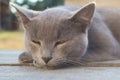 british shorthair cat with blue gray fur sleeping on wooden bench. sunset lights. Portrait of a gray cat relaxing in nature