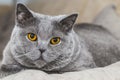 British short haired cat Royalty Free Stock Photo