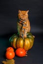 British shorthair cat in a blue scarf sitting on big autumn pumpkin on black background