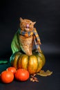 British shorthair cat in a blue scarf sitting on big autumn pumpkin on black background . Autumn time