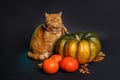 British shorthair cat in a blue scarf sitting near big autumn pumpkin on black background . Autumn time Royalty Free Stock Photo