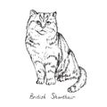 British shorthair, cat breeds illustration with inscription, hand drawn doodle, sketch, black and white vector