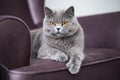 British Shorthair cat, charming kitty sitting on an armchair Royalty Free Stock Photo