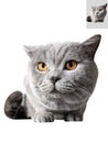 British shorthair cat close up photo bent over on white background Royalty Free Stock Photo