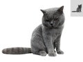 British shorthair cat close up photo looking down on white background Royalty Free Stock Photo