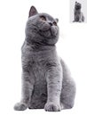 British shorthair cat close up photo staring front camera at white background Royalty Free Stock Photo