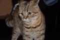 British Shorthair cat close-up with a puzzled look.