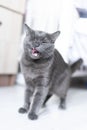 british shorthair cat with closed eyes, sitting in the home room Royalty Free Stock Photo
