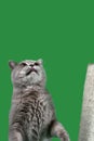 British Shorthair Cat Cutout Royalty Free Stock Photo