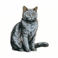 Highly Detailed Illustration Of A Gray Cat With Wide Open Eyes