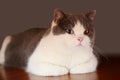 A British shorthair cat with disdainful eyes