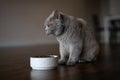 British shorthair cat eating from a bowl