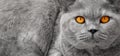 British shorthair cat eyes Royalty Free Stock Photo