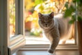 British Shorthair Cat Gracefully Enters Sunlit Room Through Window Catflap Royalty Free Stock Photo