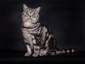 British Shorthair Cat with green eyes on black Royalty Free Stock Photo