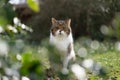 British shorthair cat in a green field. The cat is behind some branches Royalty Free Stock Photo