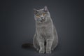 British Shorthair cat on a grey background