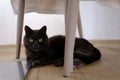 British shorthair cat head closeup with green eyes under chair Royalty Free Stock Photo