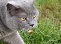 British Shorthair cat hunts on green grass