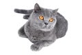 British Shorthair cat isolated Royalty Free Stock Photo