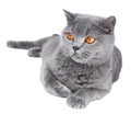 British Shorthair cat isolated Royalty Free Stock Photo