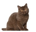 British shorthair cat, kitten, 4 months old Royalty Free Stock Photo