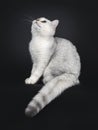 British Shorthair cat kitten on black Royalty Free Stock Photo