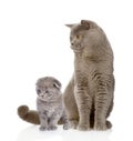 British shorthair cat and kitten. isolated on white background Royalty Free Stock Photo